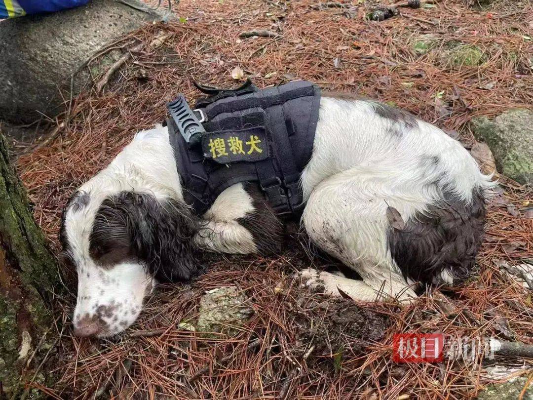 皇冠2登录welcome_2只搜救犬受伤皇冠2登录welcome！发现福建8岁失踪男孩的脚印和糖纸？搜救人员回应