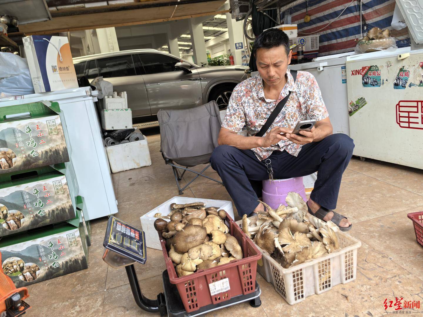 皇冠信用网在线开户_“天价”鸡枞调查：最贵卖到1800元/公斤！雨水少致产量低皇冠信用网在线开户，多地价高客少