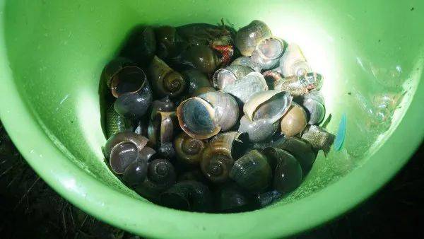 皇冠信用網登1,登2,登3出租_别吃皇冠信用網登1,登2,登3出租，寄生虫多达上千条！武汉公园连夜清出130多斤