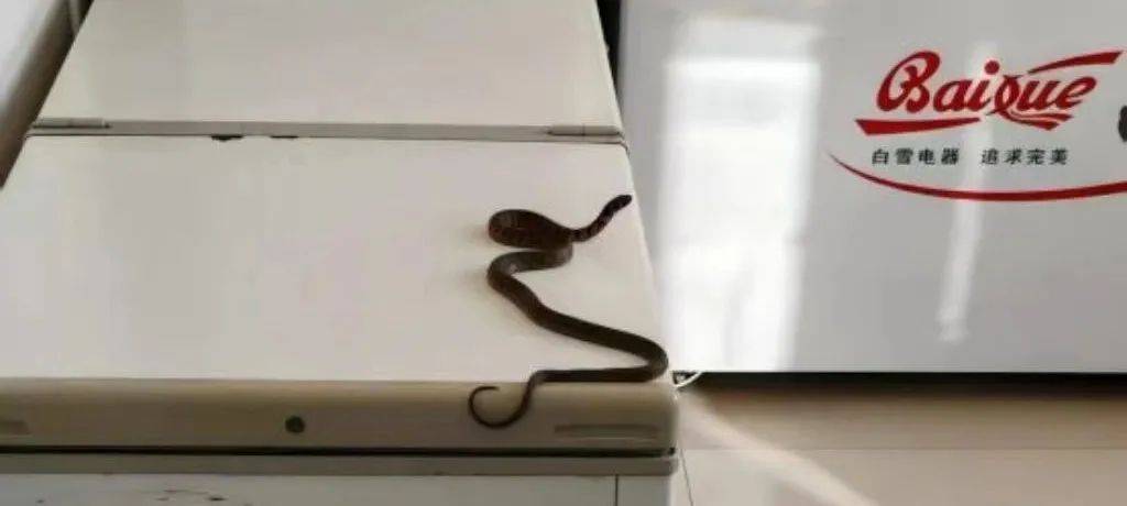 皇冠信用網在线开户_内蒙古赤峰有人拍到了“鸡脖子蛇”皇冠信用網在线开户，有毒！千万小心！