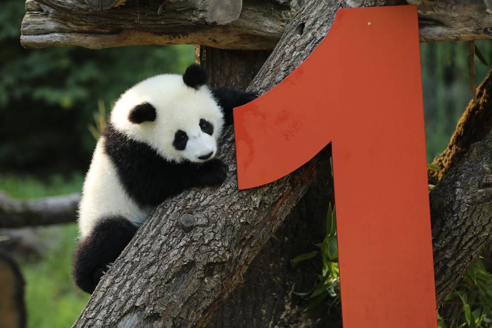 皇冠信用网账号注册_在德出生的第二对大熊猫双胞胎迎来一岁生日