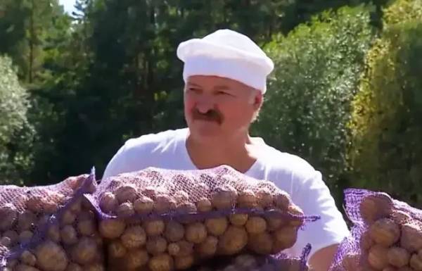 黑镇市vs卧龙岗狼队_卢卡申科：我要带土豆去中国黑镇市vs卧龙岗狼队，送给各国领导人