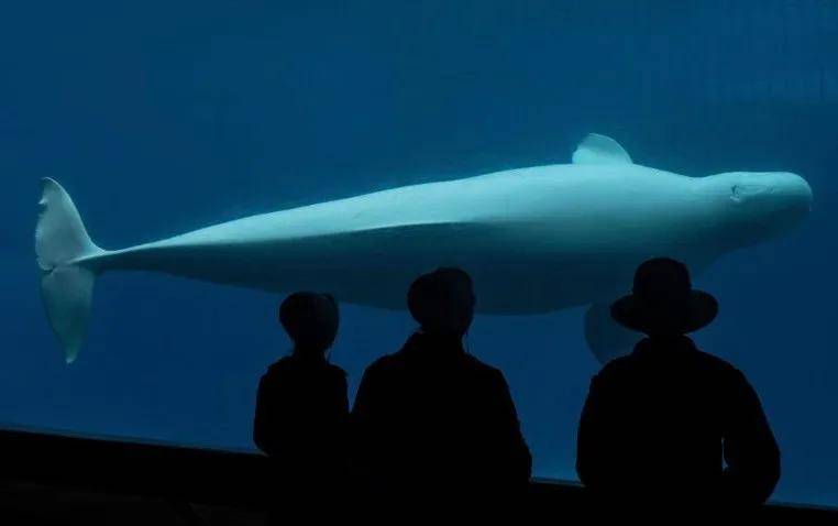 皇冠信用网代理出租_宁愿全部安乐死皇冠信用网代理出租，也不给中国？加拿大养不起30头白鲸，中国愿接手，然而...