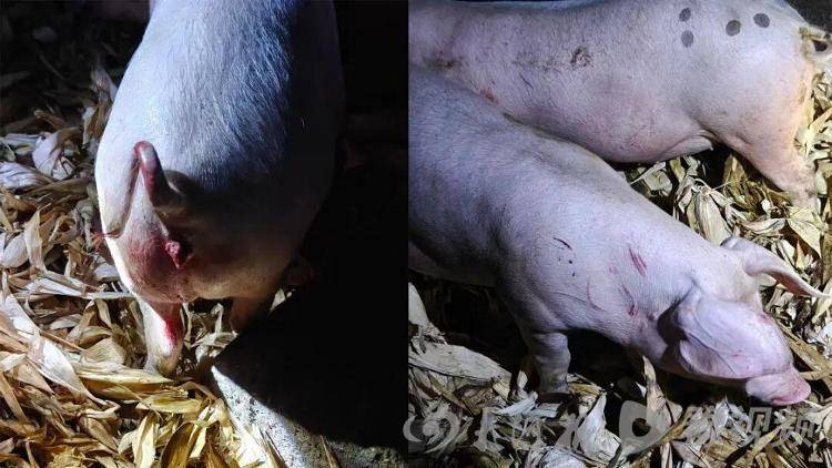 白俄罗斯 vs丹麦_湖北鹤峰县疑再现老虎踪迹白俄罗斯 vs丹麦，村民家猪遭袭，玉米地发现脚印，此前男子自称干农活时被抓伤，当地回应