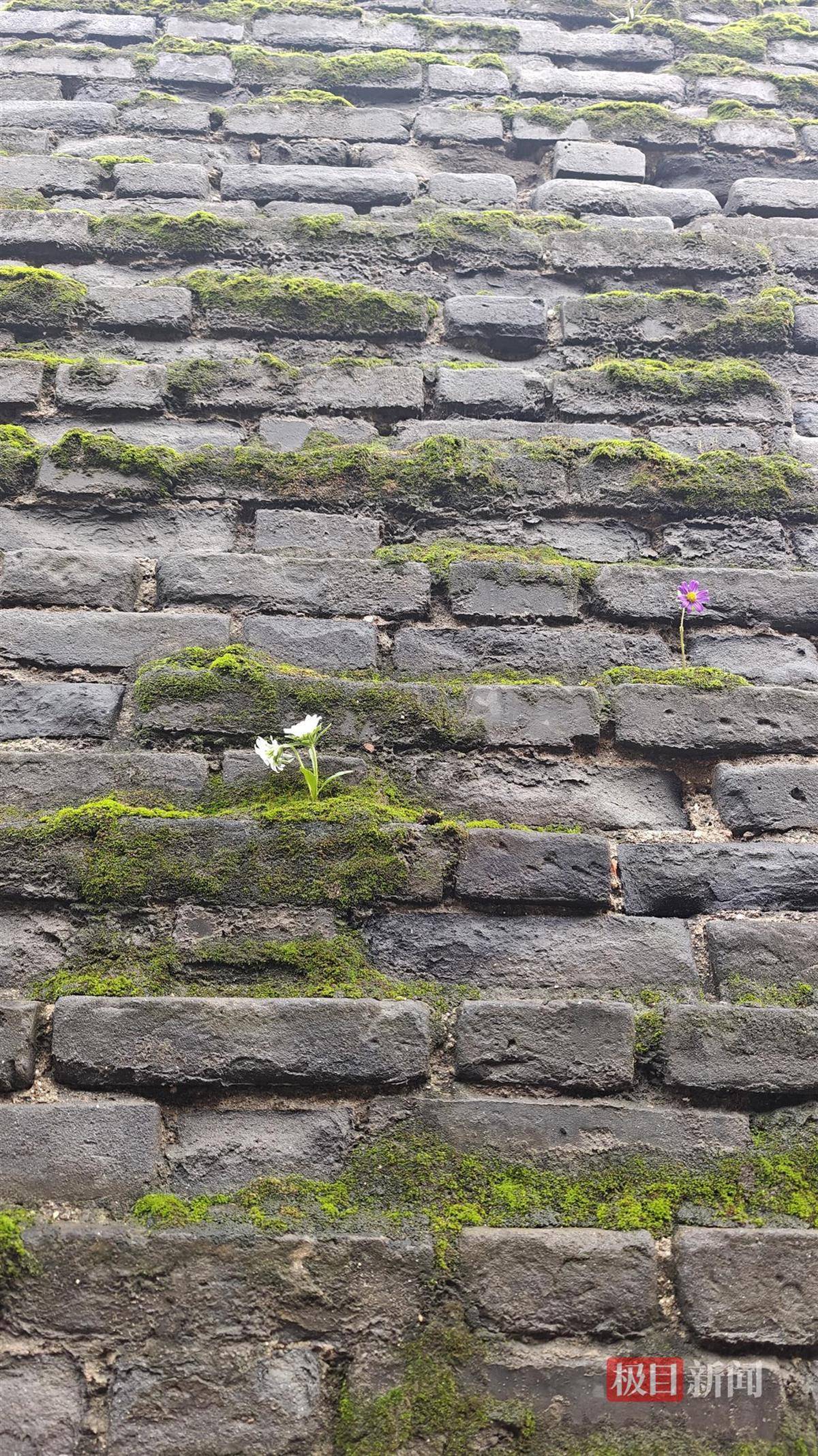 怎么开皇冠信用_西安连续一个多月降雨遍地长蘑菇怎么开皇冠信用，大雁塔受潮，城墙布满青苔，气象局解释成因