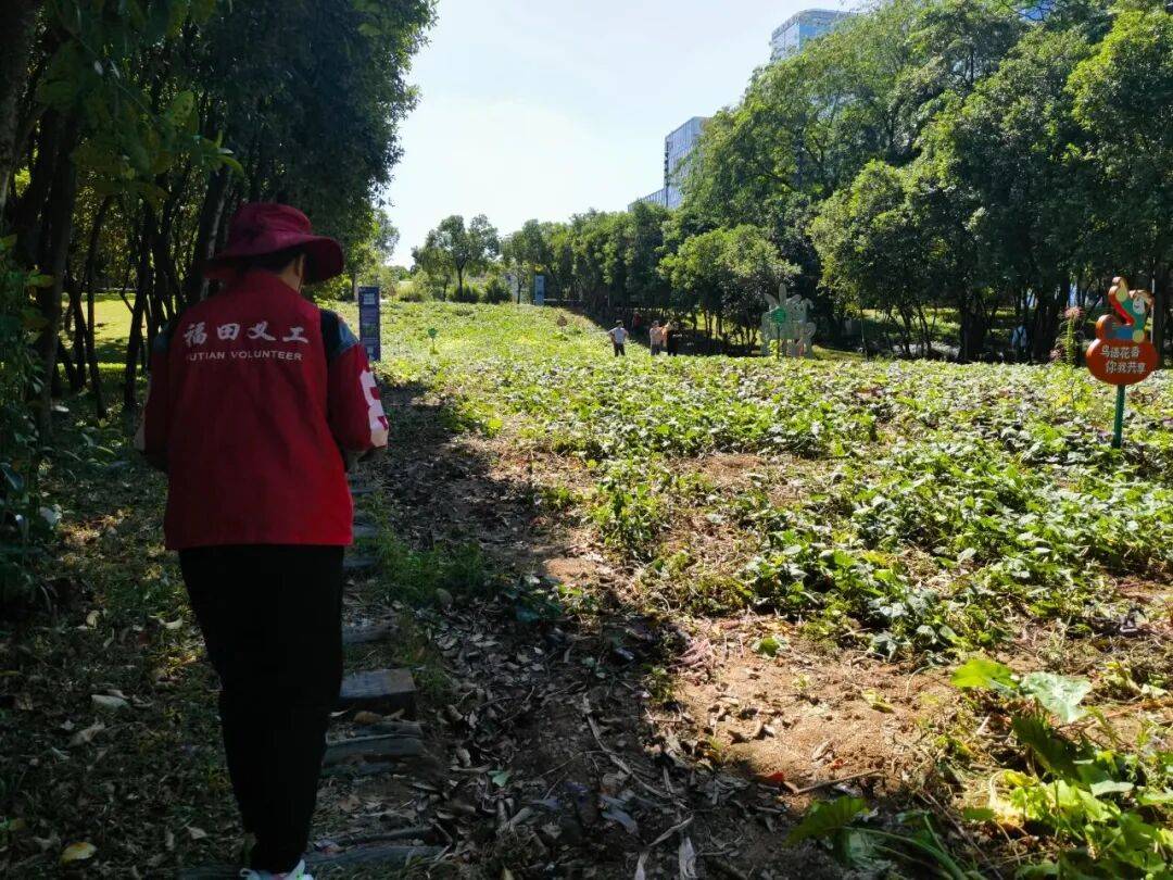 皇冠信用網结算日_深圳市中心竟有一大片“红薯地”皇冠信用網结算日！官方紧急提醒：请勿私挖