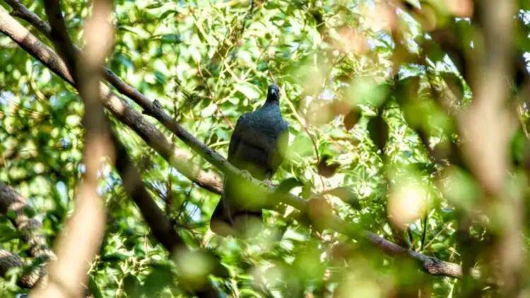 皇冠球网怎么做代理_百年罕见！首次在上海被目击皇冠球网怎么做代理，有人专门从北京“打飞的”赶来