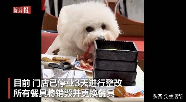 皇冠信用网登2代理_合肥一烤肉店回应宠物狗上桌吃饭：停业3天整改皇冠信用网登2代理，所有餐具将销毁并更换