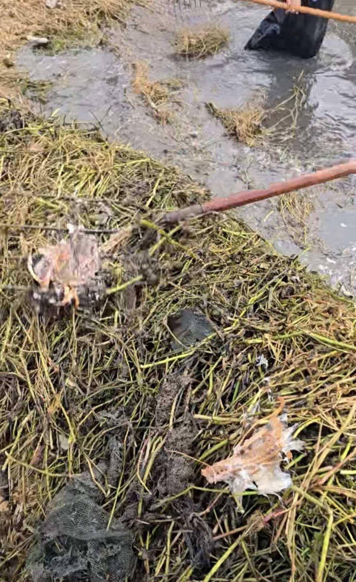 正版皇冠信用开户申请_大鹅主人抽水追凶最新进展来了:深刨半米淤泥啥也不见正版皇冠信用开户申请,或因厚草盖顶溺亡