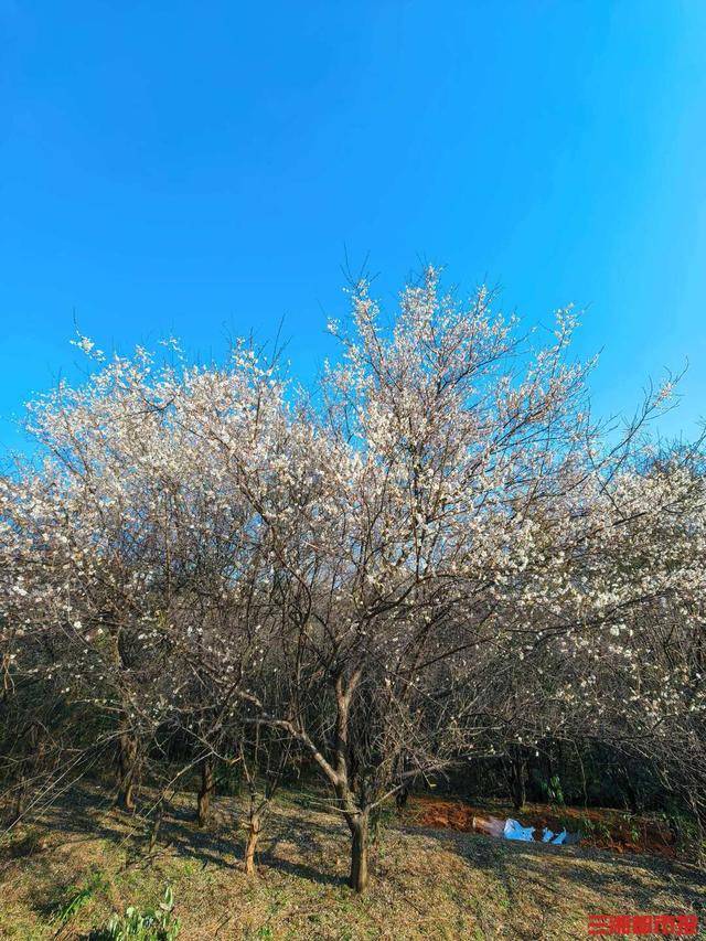 皇冠信用网平台_梅花开了!长沙“梅花季”提前报到皇冠信用网平台,这份赏梅攻略请收好