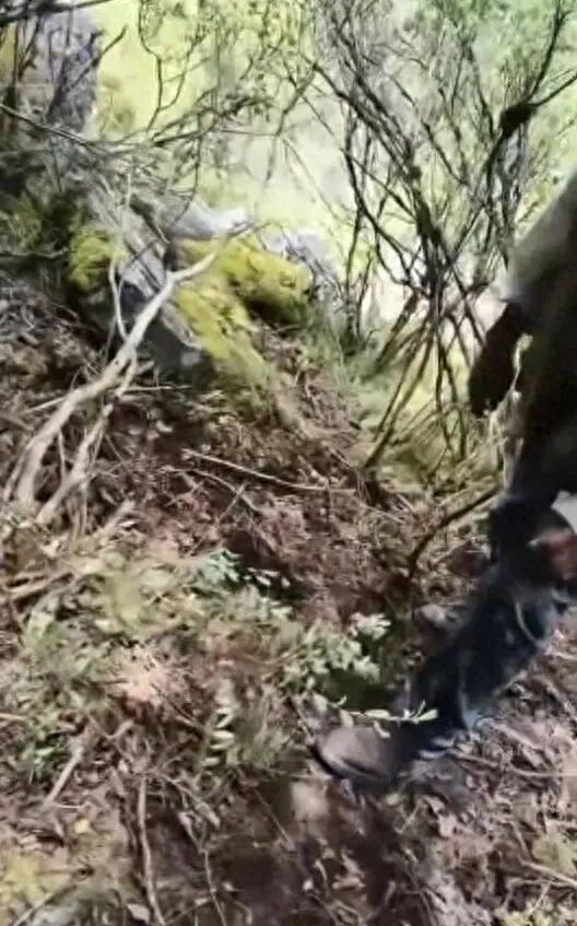 世界盃官網
_57岁男子进山捡菌失踪世界盃官網
,3天后找到时已身亡,现场发现熊窝熊粪